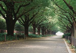 自然な仕上がりと長期効果を実現する自毛植毛の最新ガイド